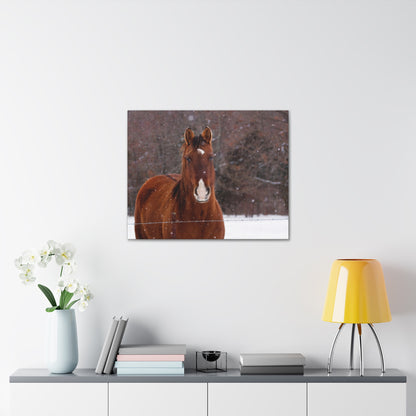 Horse Photo Canvas Gallery Wraps Winter Landscape