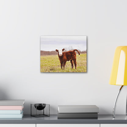 Red Baby Cow Canvas Gallery Wraps Hereford Photo