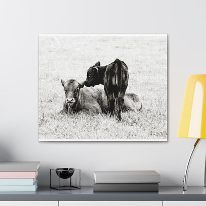 Baby Cows Canvas Gallery Wraps Farmhouse Decor