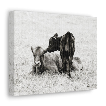 Baby Cows Canvas Gallery Wraps Farmhouse Decor