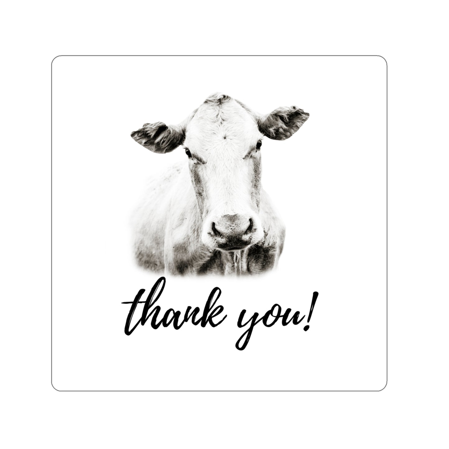 White Cow Charolais Farm Animal Thanks You Die Cut Sticker