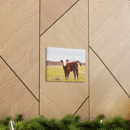 Red Baby Cow Canvas Gallery Wraps Hereford Photo
