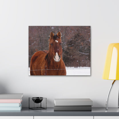 Horse Photo Canvas Gallery Wraps Winter Landscape